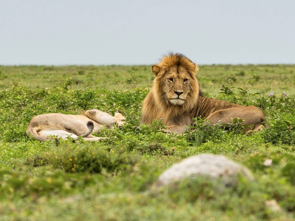 Tanzania leeuwen